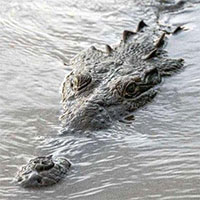 "Bí mật" giúp cá sấu có thể sinh sôi mạnh mẽ tại con sông siêu ô nhiễm chứa tới 150 triệu loài vi khuẩn