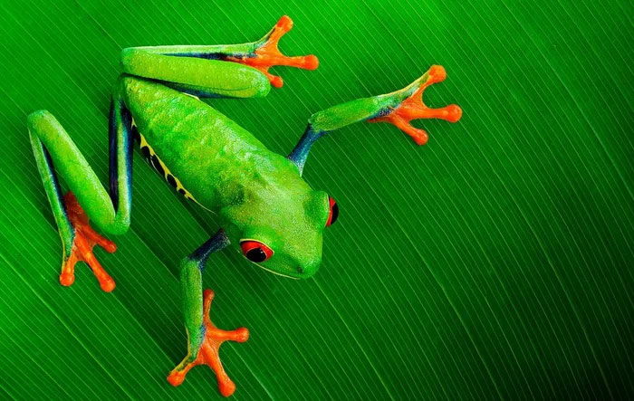 Tại sao loài ếch có thể sống sót sau khi tiểu hành tinh quét sạch sự sống của loài khủng long?