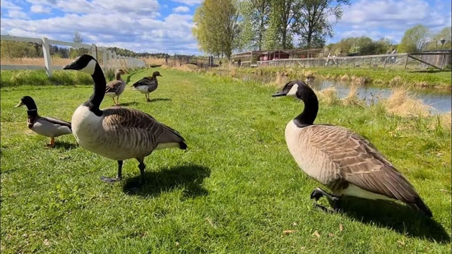 Ngỗng Canada - Nỗi sợ kỳ lạ của người dân Bắc Mỹ