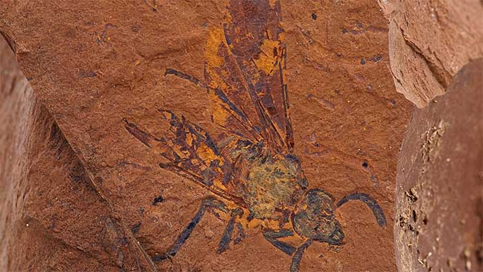  Hóa thạch tiết lộ khu rừng nhiệt đới thời tiền sử