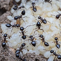 Giới khoa học sửng sốt khi phát hiện ra loài kiến cũng có khả năng sản xuất "sữa"