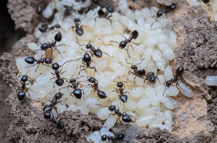 Giới khoa học sửng sốt khi phát hiện ra loài kiến cũng có khả năng sản xuất “sữa”