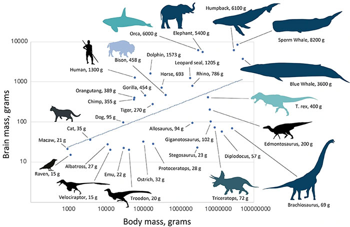 Kích thước bộ não so với khối lượng cơ thể của khủng long, thú có vú và các loài chim.