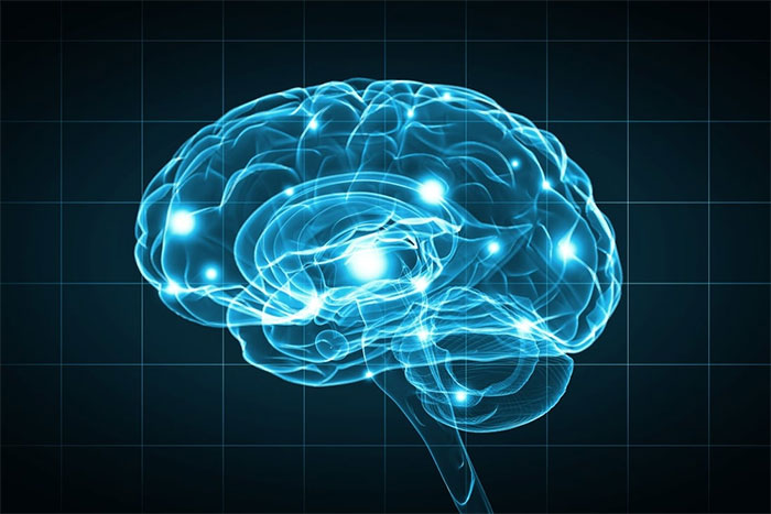 Nhờ cấy gene não người, chuột học nhanh và ghi nhớ lâu hơn