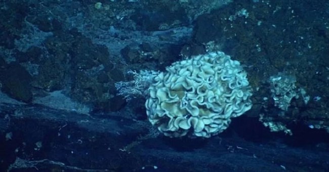 Những sinh vật sống được ở nơi có áp suất tương đương với 48 máy bay phản lực