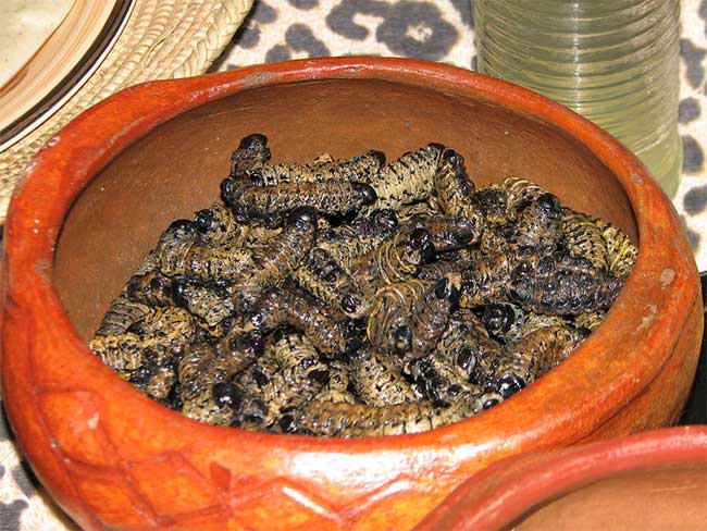 Sâu bướm Mopane