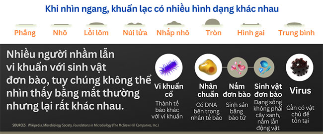 Hình dạng của vi khuẩn, dạng sống cổ đại nhất hành tinh xuất hiện 3,8 tỷ năm trước