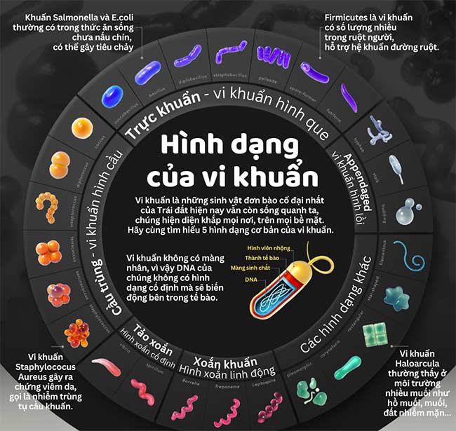 Hình dạng của vi khuẩn, dạng sống cổ đại nhất hành tinh xuất hiện 3,8 tỷ năm trước