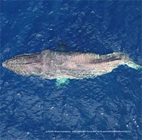 Lời cảnh báo từ tấm ảnh chụp con cá voi lưng gù tên Moon
