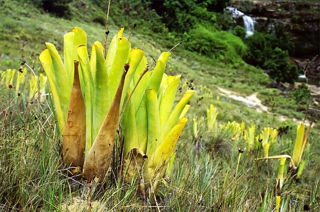 Những loài cây ăn thịt điển hình