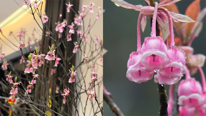 Hoa đào chuông Yên Tử là gì?