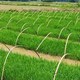 Trung Quốc phát triển giống lúa lai kỳ lạ: Gieo trồng một lần thu hoạch trong nhiều năm
