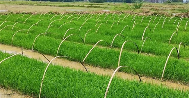 Trung Quốc phát triển giống lúa lai kỳ lạ: Gieo trồng một lần thu hoạch trong nhiều năm