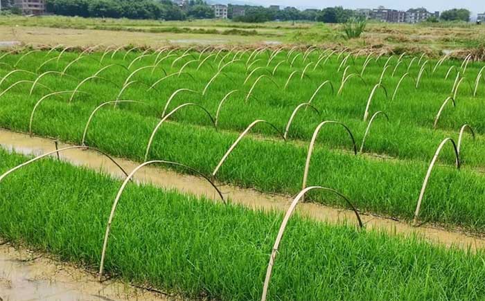 Trung Quốc phát triển giống lúa lai kỳ lạ: Gieo trồng một lần thu hoạch trong nhiều năm