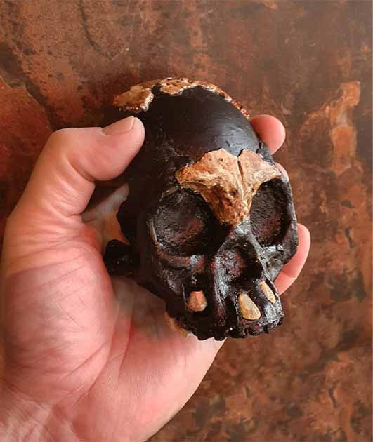 Hộp sọ tương đối rõ ràng đầu tiên của "loài người ma" Homo naledi