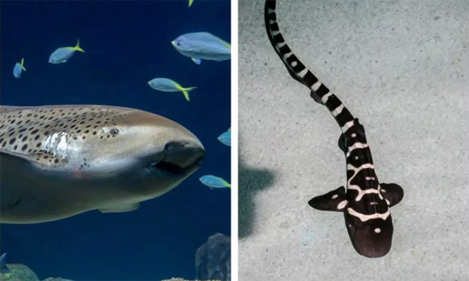 Các nhà khoa học ghi nhận trường hợp hiếm: Cá mập ngựa vằn cái sinh con một mình dù không thiếu con đực