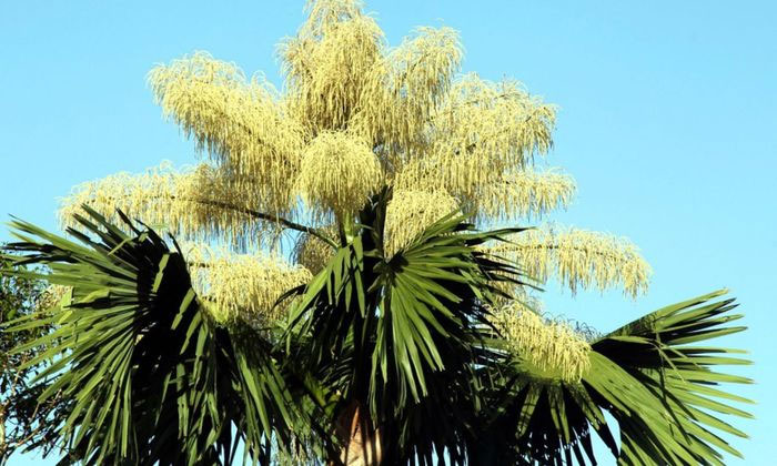 Những loài hoa “trăm năm mới nở” một lần: Có loài mọc đầy ở Việt Nam!