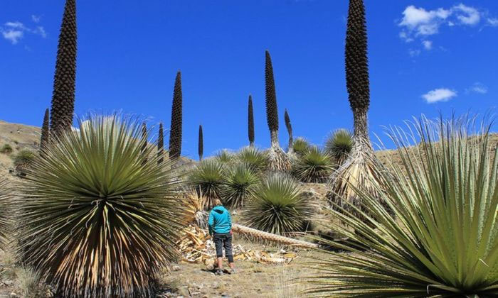  "Queen of the Andes": Blooms every 80 - 150 years