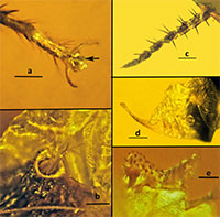 Tinh trùng gián từ 30 triệu năm trước khiến giới khoa học phấn khích