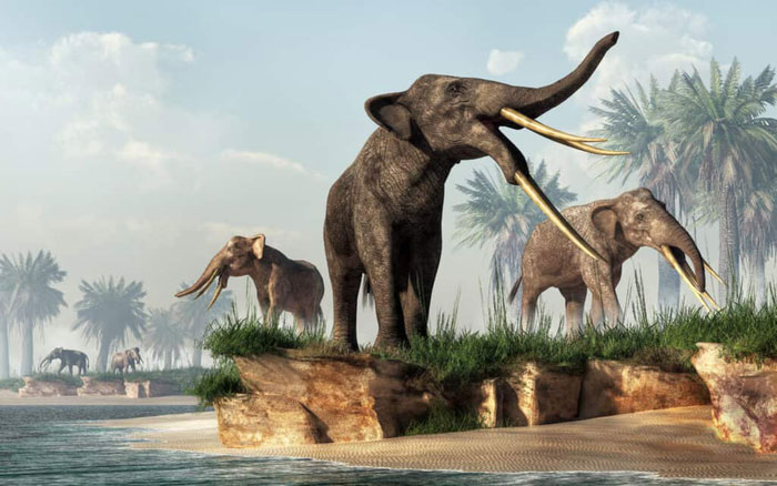 Gomphotheres: Loài voi cổ đại sở hữu đến 4 chiếc ngà