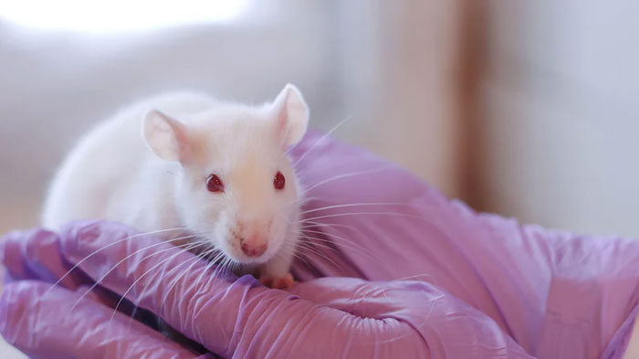 Người và chuột có hệ gene di truyền giống nhau đến 95%.