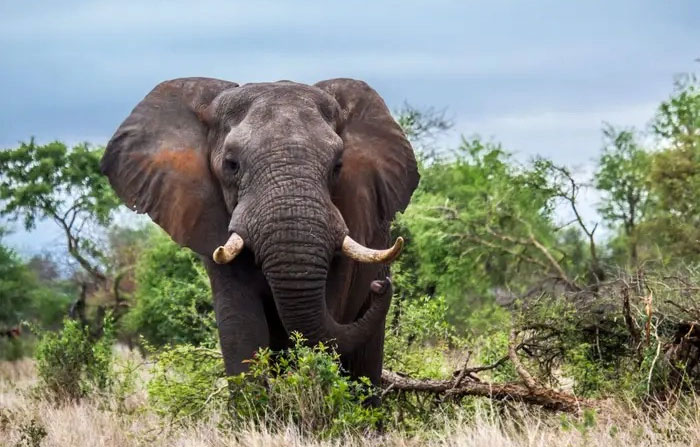 Top 10 cách khó tin mà động vật áp dụng để sống sót trong môi trường nguy hiểm