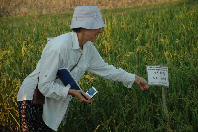 Nhà khoa học Mỹ tạo giống lúa chịu ngập được 2 tuần
