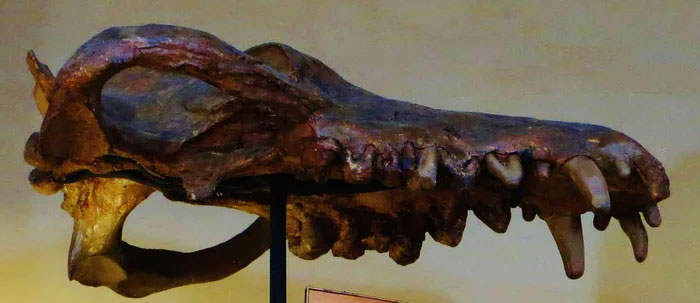 Andrewsarchus: Một trong những loài thú ăn thịt đáng sợ nhất từng tồn tại