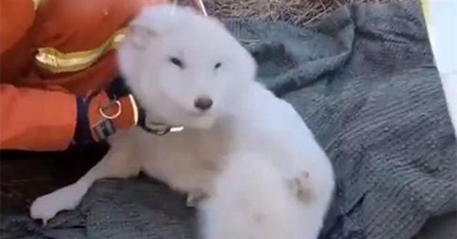 Tưởng cứu được chó lạc, ai ngờ đó là "linh thú" tuyệt mỹ trong truyền thuyết