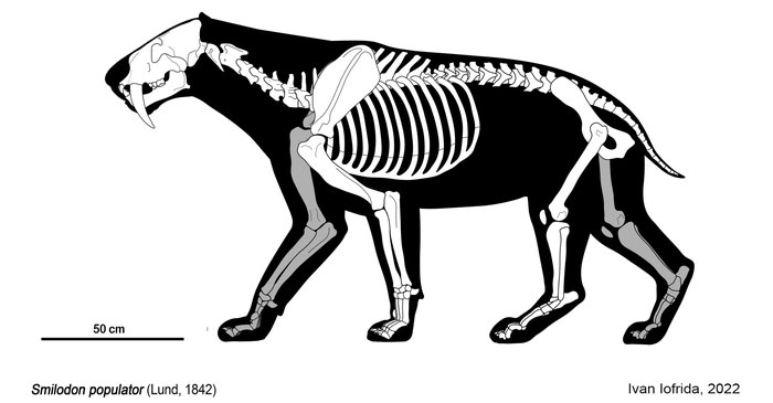 Smilodon có cơ thể mạnh mẽ hơn bất kỳ loài săn mồi họ mèo nào khác