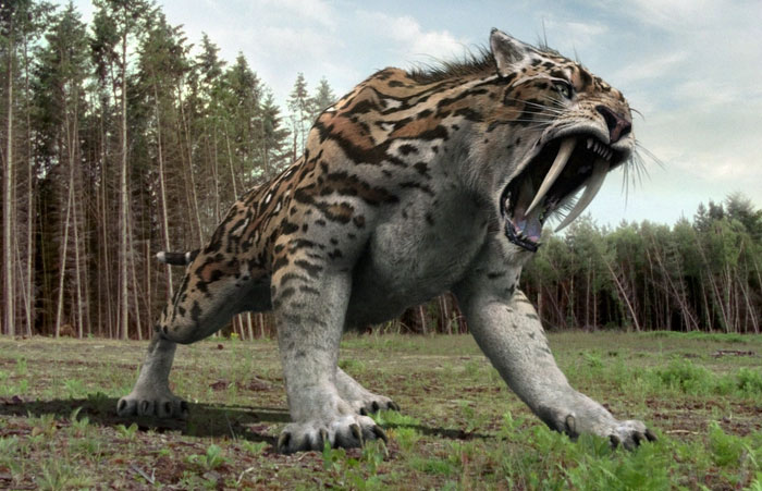  Smilodon là một chi của phân họ Machairodont đã tuyệt chủng thuộc Họ Mèo. 