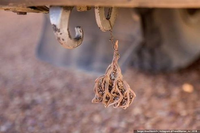 Biện pháp tránh thai kỳ lạ ở sa mạc Sahara