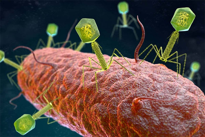Hình ảnh mô phỏng quá trình thể thực khuẩn tấn công vi khuẩn.
