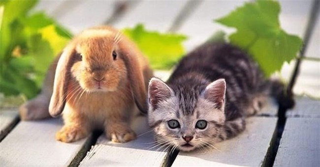 Vì sao năm Mão của Việt Nam là mèo, ở Trung Quốc, Hàn Quốc là thỏ?