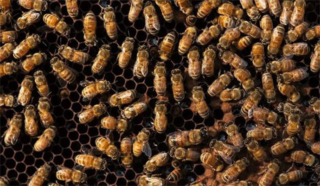 Mỹ cấp phép vắc xin đầu tiên trên thế giới dành cho ong mật