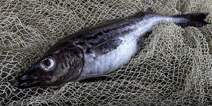  Về cơ bản, thanh cua được làm từ thịt cá trắng. 