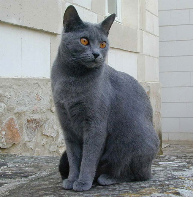 Mèo Chartreux