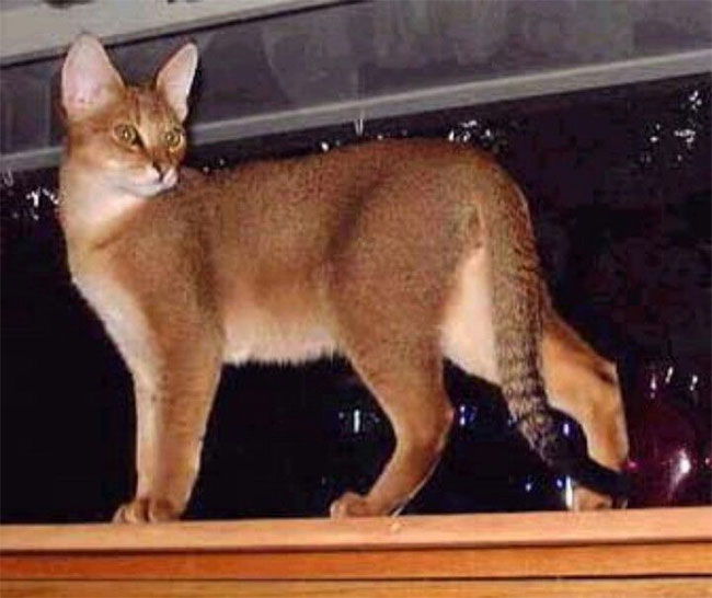 Mèo Chausie