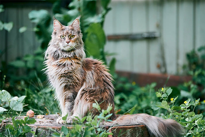 Mèo Maine Coon