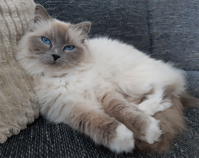 Mèo Ragdoll