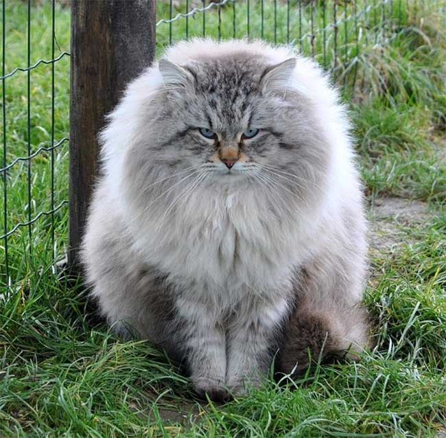 Mèo Siberian