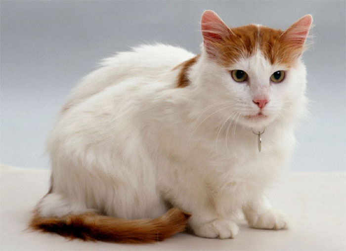 Mèo Turkish Van