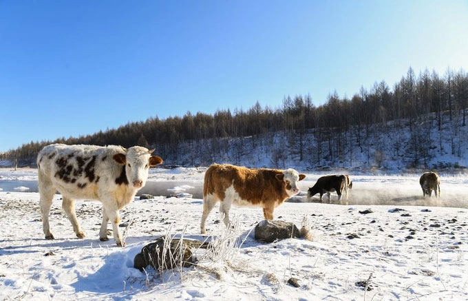 Đàn bò cùng nhiều động vật trong vùng tìm tới đây để tận hưởng nguồn nước ấm và giải khát.