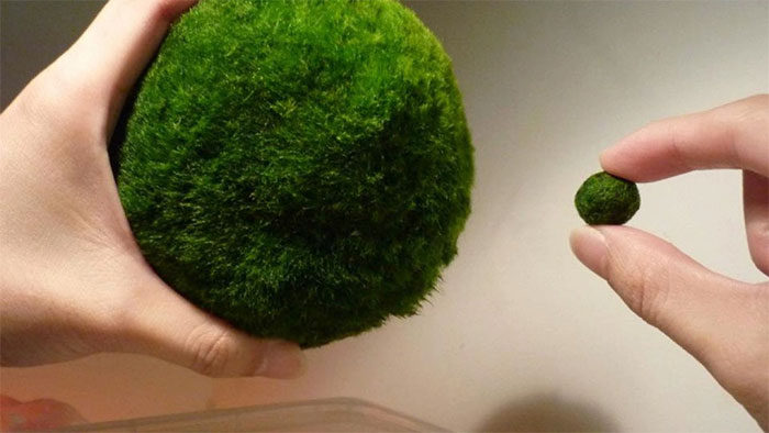 Marimo: Loài tảo cầu cực kì 
