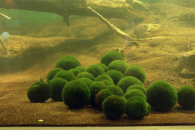 Marimo: Loài tảo cầu cực kì 