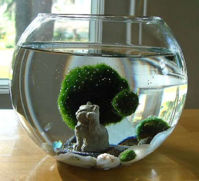 Marimo: Loài tảo cầu cực kì 