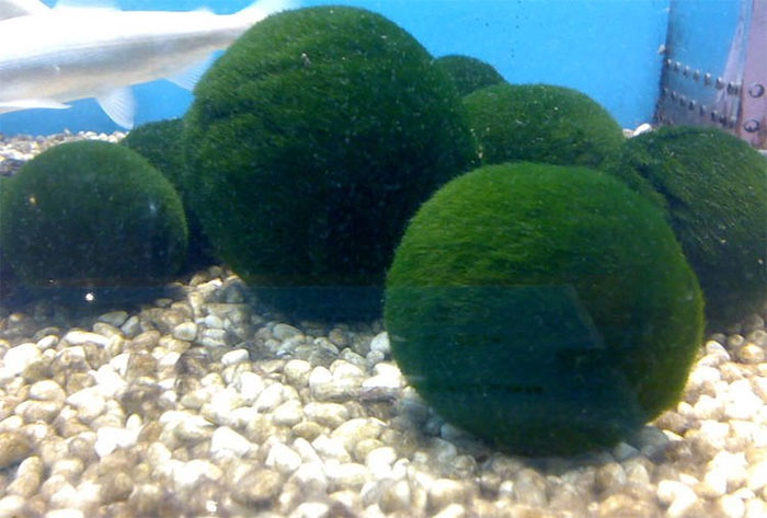 Marimo: Loài tảo cầu cực kì 