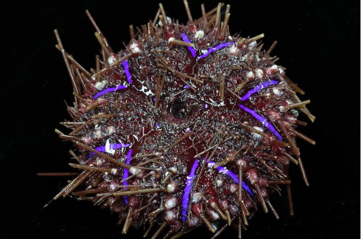 Camera ghi lại được nhiều loại sinh vật mới ở biển sâu phía Tây Australia