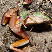 Ô nhiễm than ở Công viên Hoàng gia Australia đe dọa loài ếch suối xanh