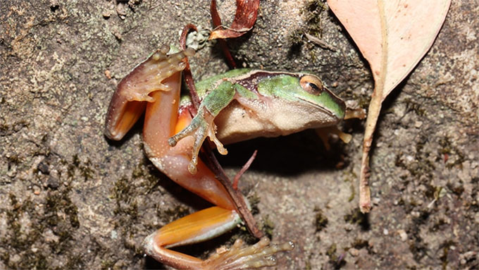 Ô nhiễm than ở Công viên Hoàng gia Australia đe dọa loài ếch suối xanh